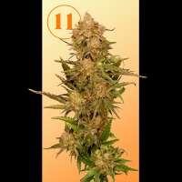 11s Genetics Orange Headbandz - photo réalisée par 11sgenetics