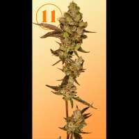 11s Genetics Zolato - photo réalisée par 11sgenetics