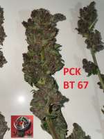 Imagen de Snooky (Pakistan Chitral Kush)