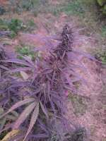 Imagen de LeoSannabis (Purple Haze x Thai)