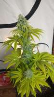 Imagen de hanfieyruderalis (Afghan Skunk)