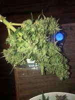 Imagen de Itzallauto [Auto Black Diesel]