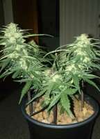 Advanced Seeds Auto Black Diesel - photo réalisée par patchwork