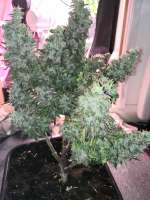 Imagen de PriestSmiler (Auto Blue Diesel)