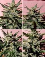 Advanced Seeds Bio Diesel Mass - photo réalisée par Power