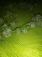 Imagen de goldenskunk (Heavy Bud)