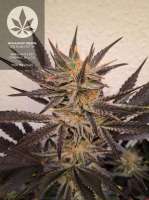 Advanced Seeds OG Kush S.F.V. - photo réalisée par pineappleltd