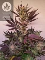 Advanced Seeds OG Kush S.F.V. - photo réalisée par pineappleltd