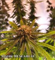 Imagen de DankResearch (Durban Poison)