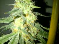 Imagen de SoSeRthc1 (Alien Rock Candy)