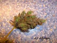 Alpine-Seeds Afghani Landrasse - photo réalisée par Stamina