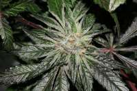 Imagen de alpineseeds1 (DeepChunk S1)