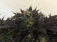 Alpine-Seeds Erdbeer x Sweet Pink Grapefruit - photo réalisée par Deadbeat