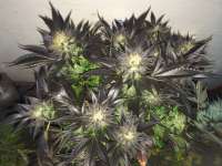 Alpine-Seeds Erdbeer x Sweet Pink Grapefruit - photo réalisée par Deadbeat