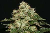 Imagen de AlpineSeeds (OG Kush-LemonLarry)