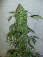 Imagen de stamina (OG Kush-LemonLarry)