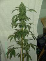 Imagen de stamina (OG Kush-LemonLarry)