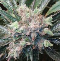 Imagen de Weedlife (OG Kush-LemonLarry)