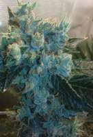 Imagen de Weedlife (OG Kush-LemonLarry)