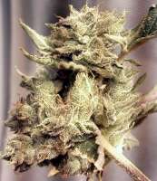 Imagen de Weedlife (OG Kush-LemonLarry 1 1)