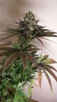 Imagen de WeedOxid [OG Kush-LemonLarry x DeepChunk]