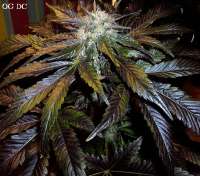 Imagen de Stamina (OG Kush-LemonLarry x DeepChunk)