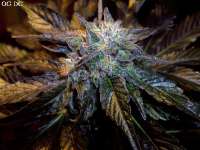 Imagen de Stamina (OG Kush-LemonLarry x DeepChunk)