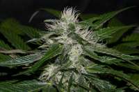 Imagen de AlpineSeeds (Sweet Chunk)