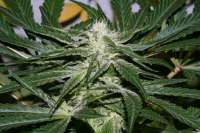 Imagen de AlpineSeeds (Sweet Chunk)