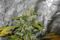 Imagen de alpineseeds11 (Sweet Chunk BX1)