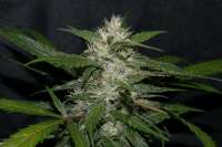 Imagen de alpineseeds11 (Sweet Chunk BX1)