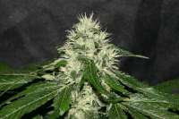 Imagen de alpineseeds11 (Sweet Chunk BX1)