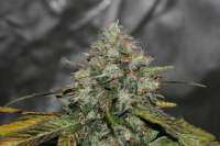 Imagen de alpineseeds11 (Sweet Chunk BX1)