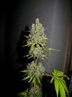 Alpine-Seeds Sweet Chunk BX1 - photo réalisée par thegreen