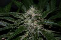 Imagen de alpineseeds1 (Sweet Chunk S1)