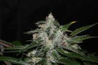 Imagen de alpineseeds1 (Sweet Chunk S1)