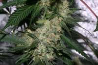 Imagen de alpineseeds1 (Sweet Pink Grapefruit)