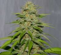 Imagen de alpineseeds1 (Victory Kush)