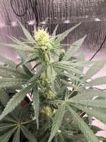 Imagen de CaptainMonkeynuts (Antenna Gorilla Haze)