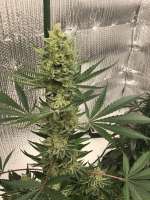 Imagen de CaptainMonkeynuts (Antenna Gorilla Haze)