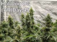 Imagen de Craigger77 (Hot Dog OG)