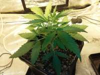 Imagen de FarmerWhiskers (Girl Scout Cookies Auto)