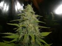 Imagen de squashedbug (Ultra Lemon Haze)