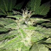 Imagen de OGchema (Fire OG Bx3)