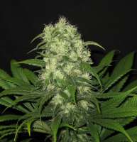 B.I.G. Seeds Critical Raskera - photo réalisée par BIGSeeds