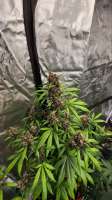 Imagen de MrCogoyo (Red Skunk Auto)