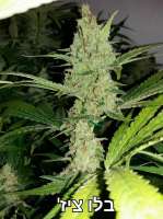 Imagen de Fredee (Blue Cheese)