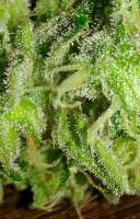 Imagen de OzGrow (Blue Mammoth)