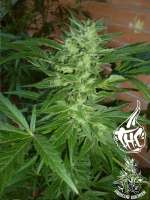 Imagen de Faricurgrower (Chronic Thunder)