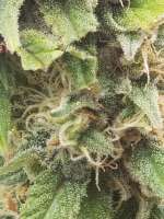 Imagen de eodonnn (Cookies Kush)